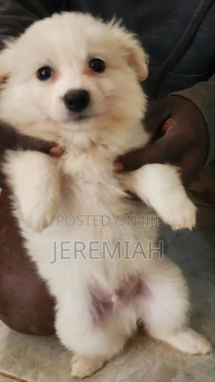 0-1 month Male Mixed Breed Maltese
