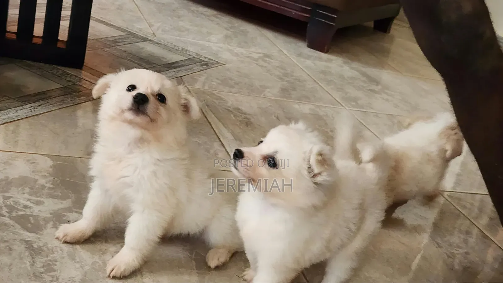 0-1 month Male Mixed Breed Maltese