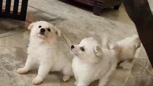 0-1 month Male Mixed Breed Maltese