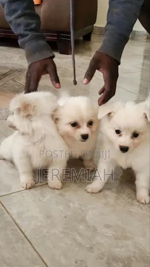 0-1 month Male Mixed Breed Maltese