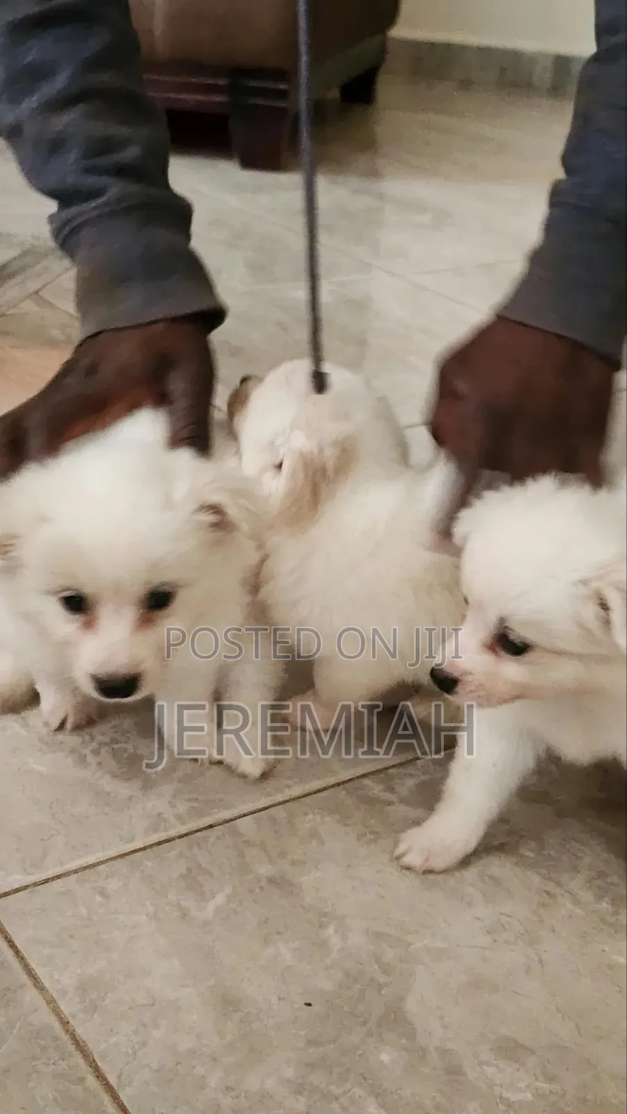 0-1 month Male Mixed Breed Maltese