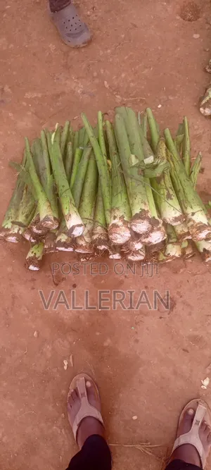 Yam Suckers