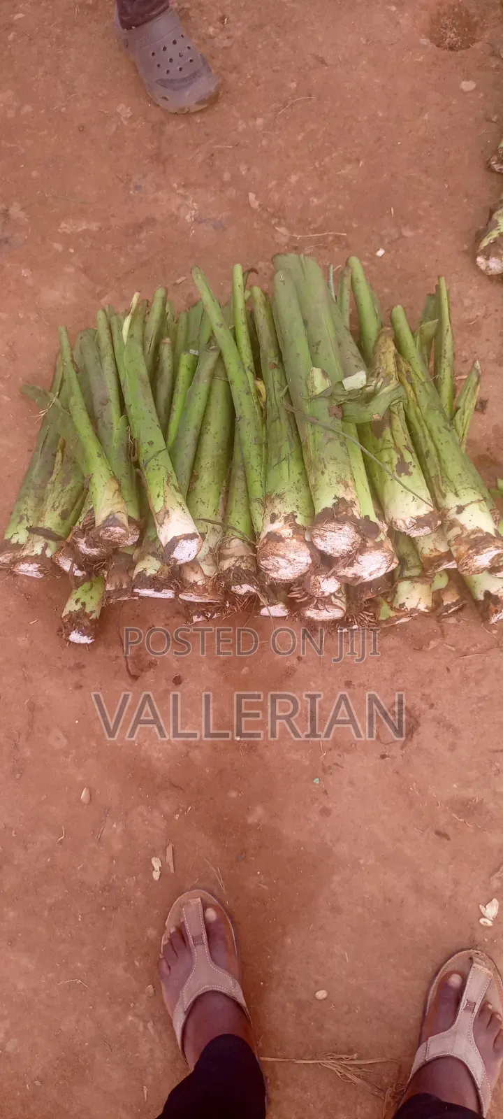 Yam Suckers