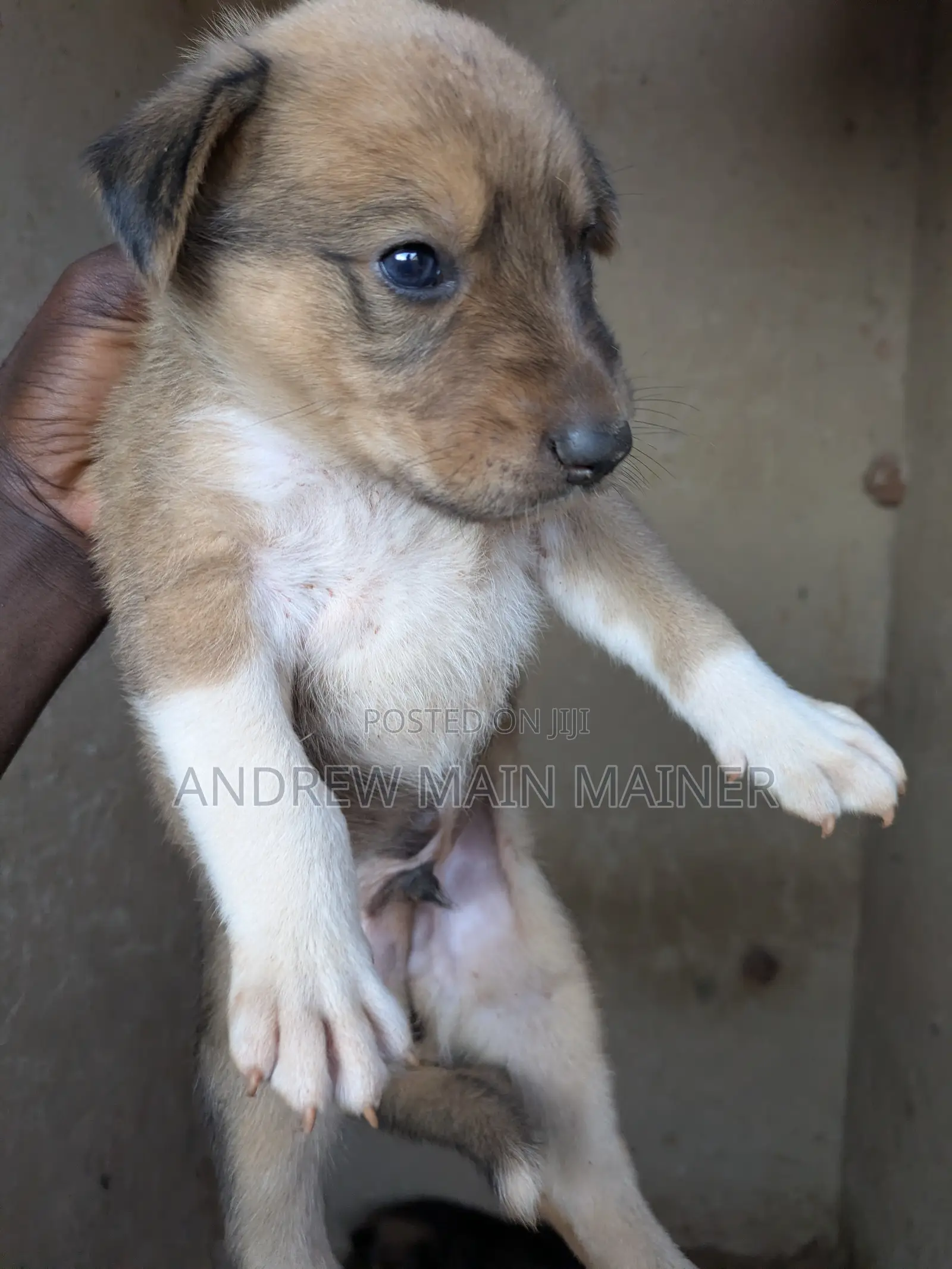 1-3 months Male Mixed Breed German Shepherd
