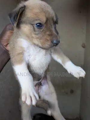 1-3 months Male Mixed Breed German Shepherd