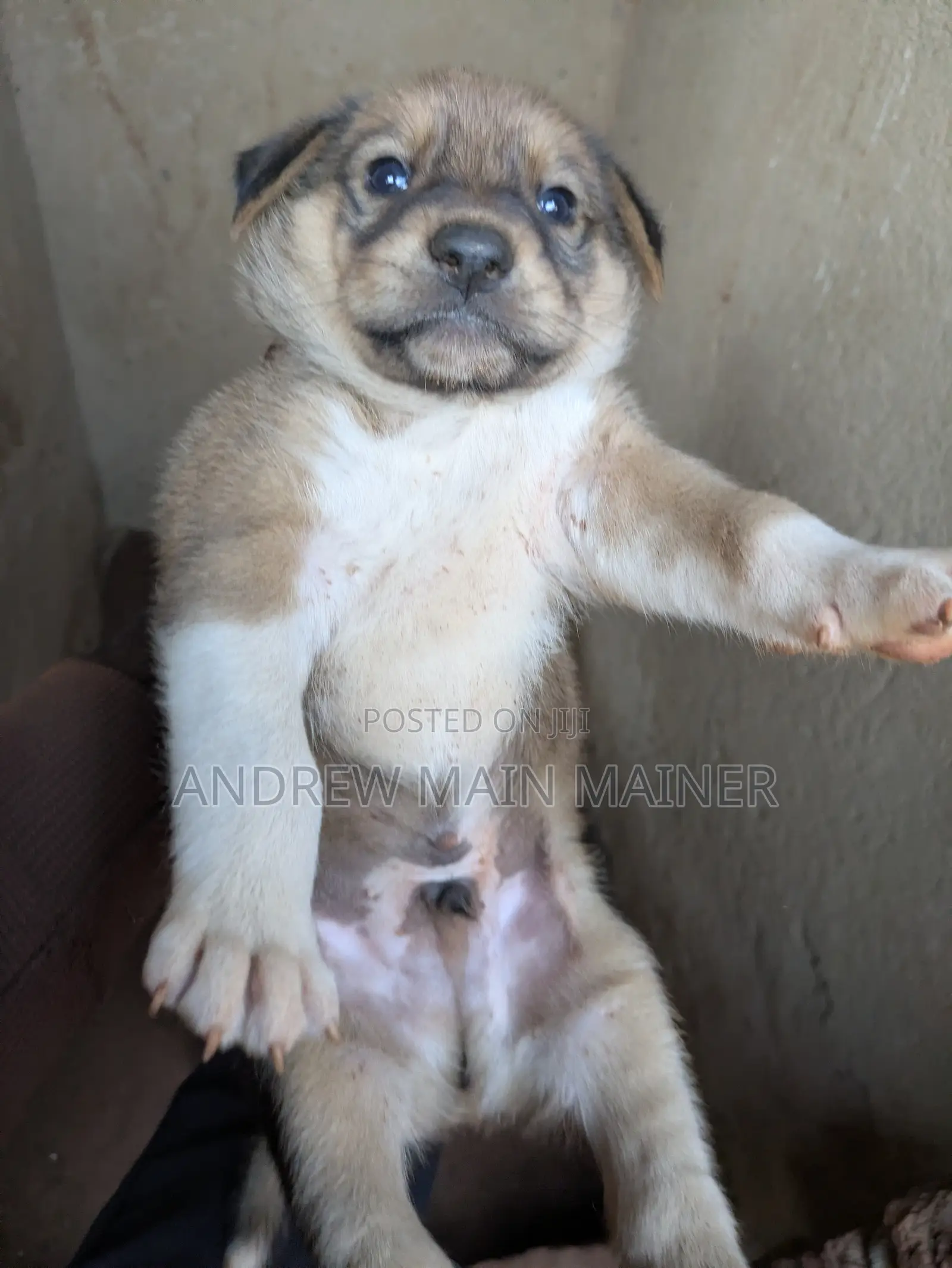 1-3 months Male Mixed Breed German Shepherd