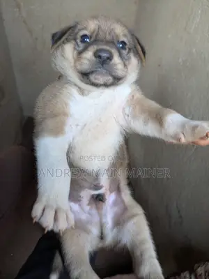 1-3 months Male Mixed Breed German Shepherd