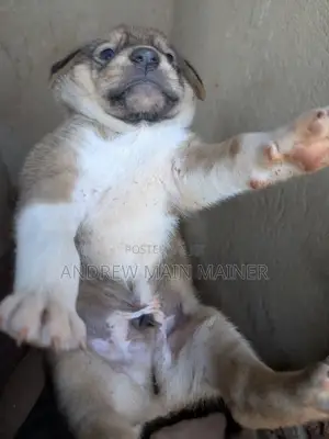1-3 months Male Mixed Breed German Shepherd