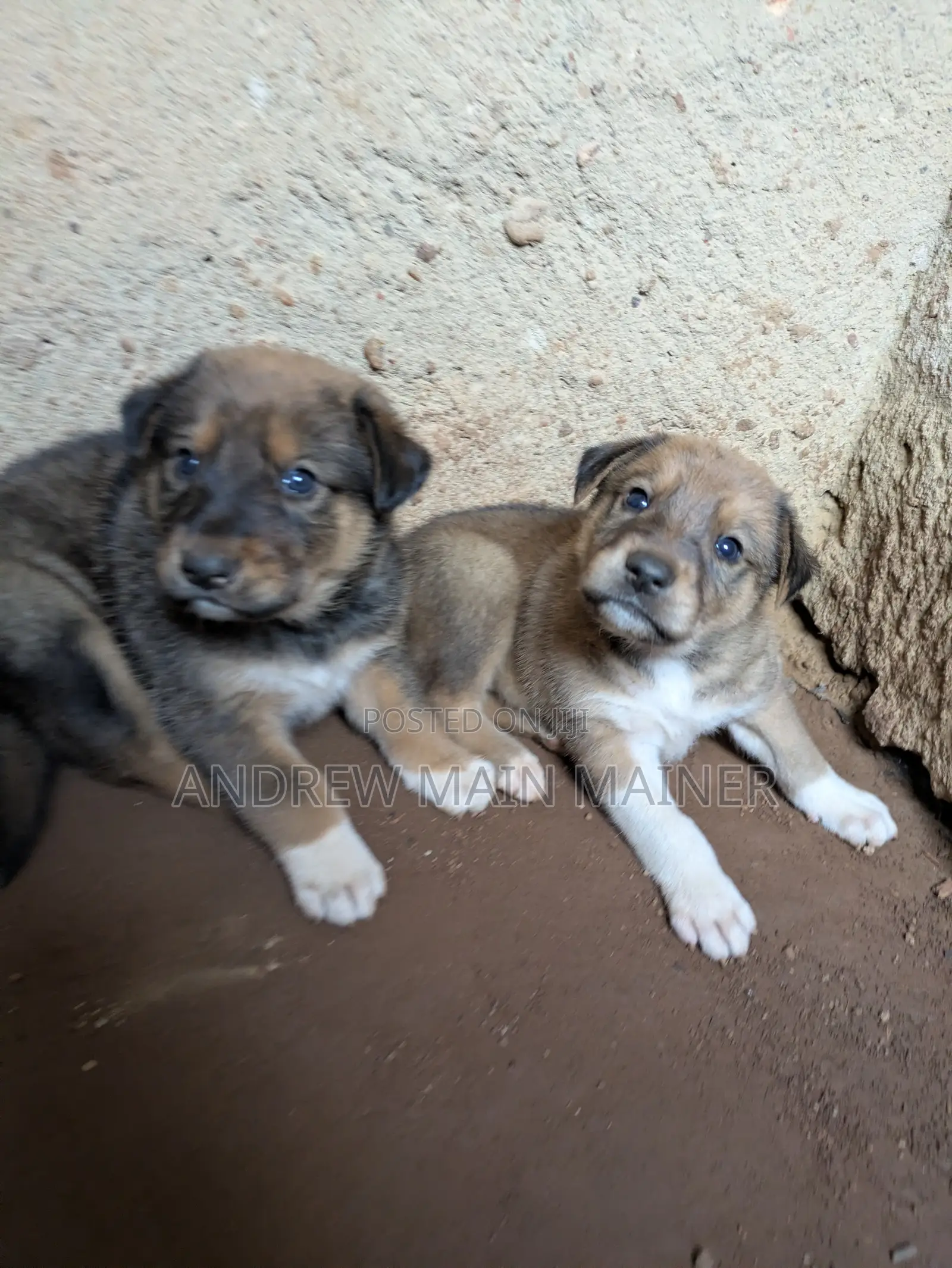 1-3 months Female Mixed Breed German Shepherd