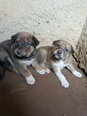 1-3 months Female Mixed Breed German Shepherd