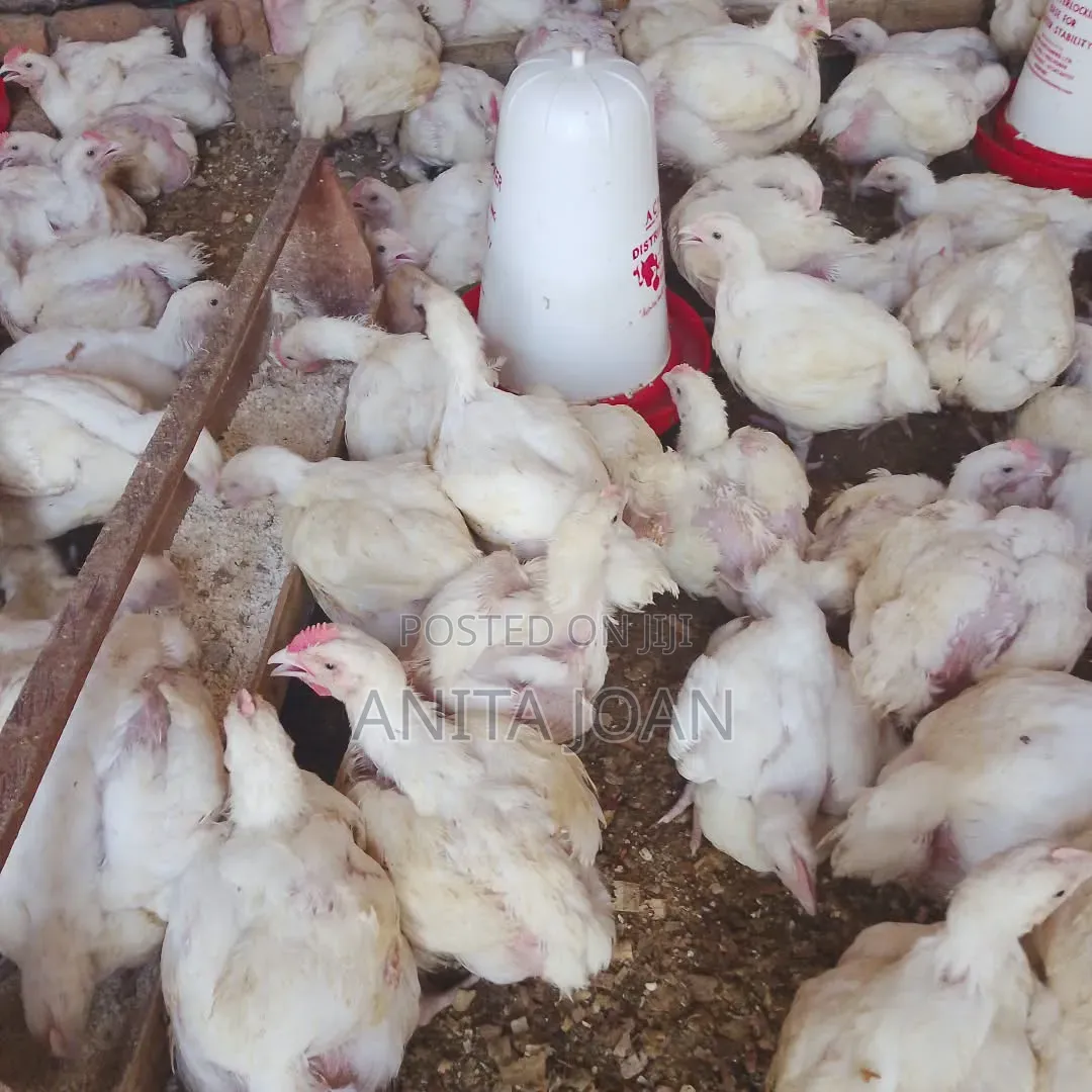 Broilers for Sale