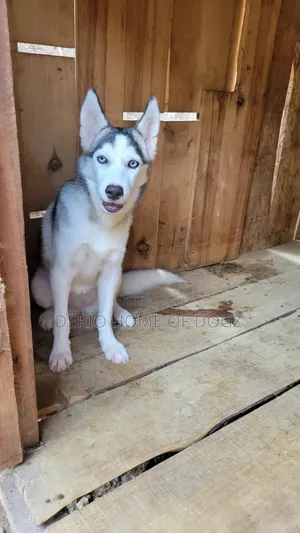 3-6 months Female Purebred Siberian Husky