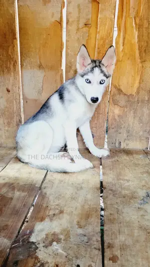 3-6 months Female Purebred Siberian Husky
