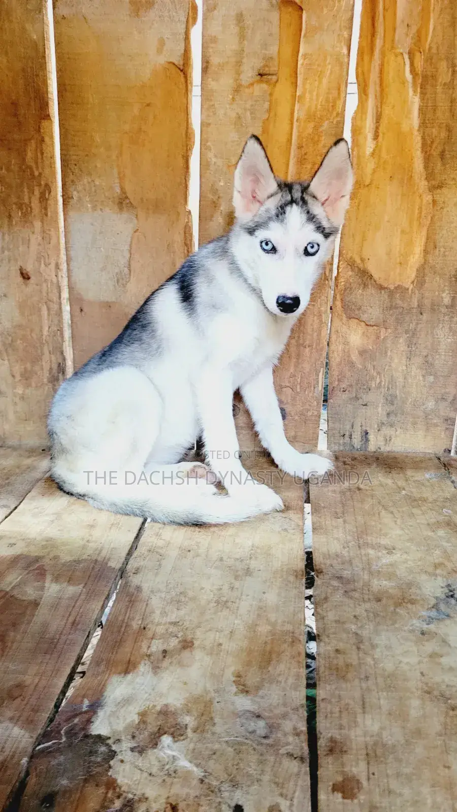 3-6 months Female Purebred Siberian Husky