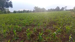 3 Acres Along the Rive Nile, Kangulumira – Ugx 170