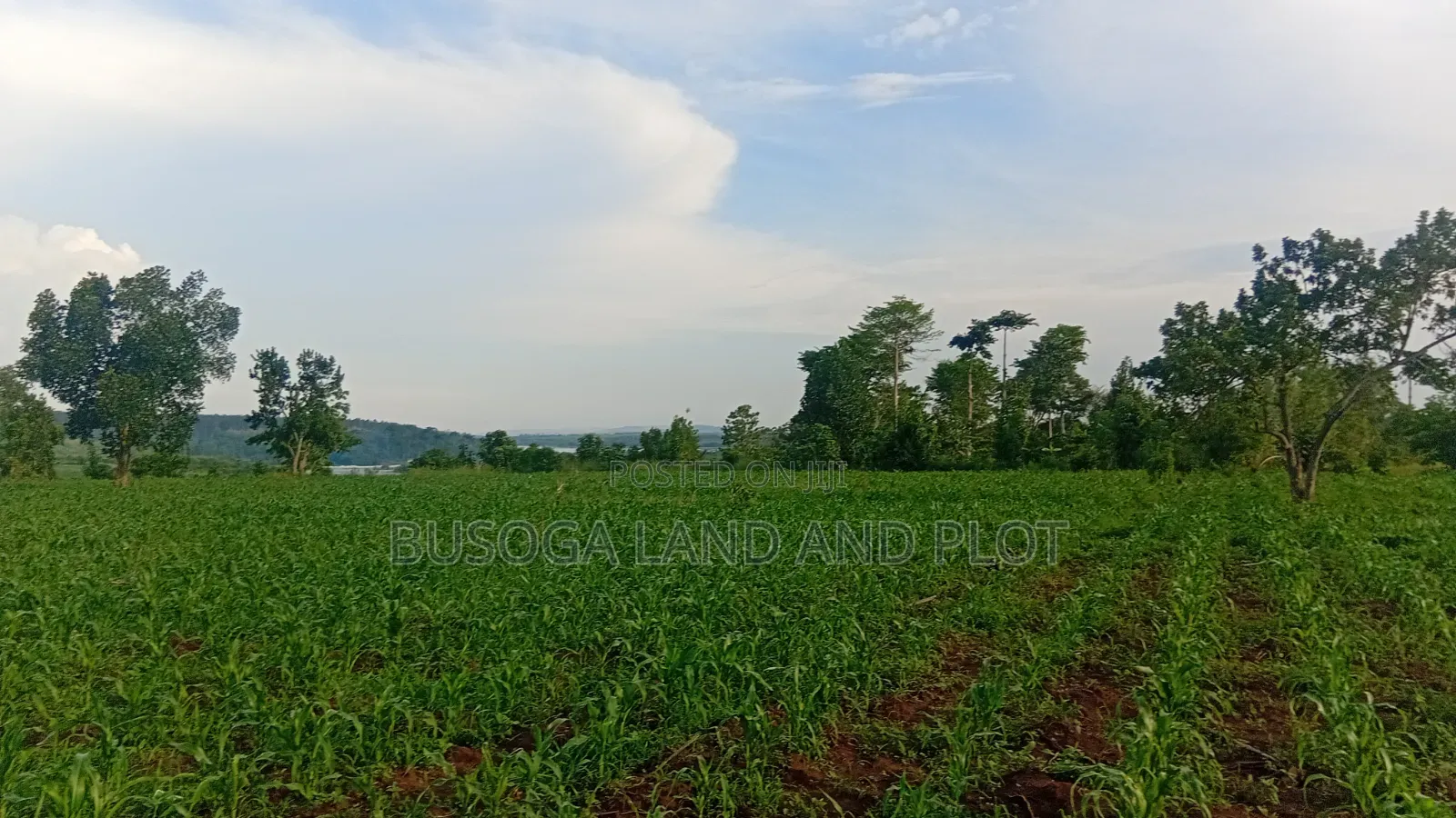 3 Acres Along the Rive Nile, Kangulumira – Ugx 170