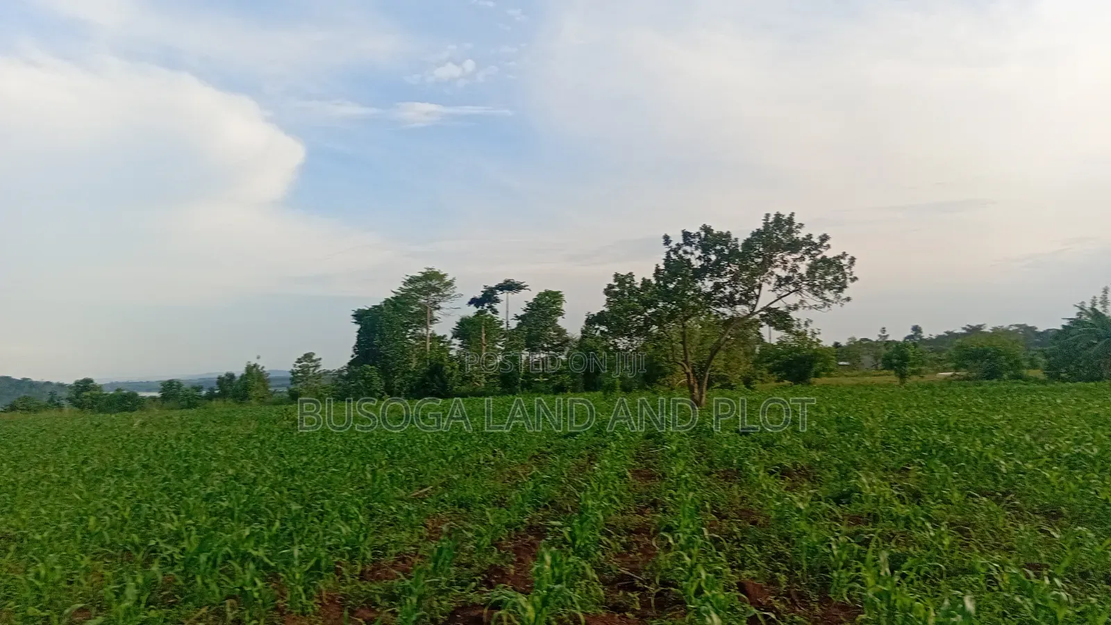 3 Acres Along the Rive Nile, Kangulumira – Ugx 170