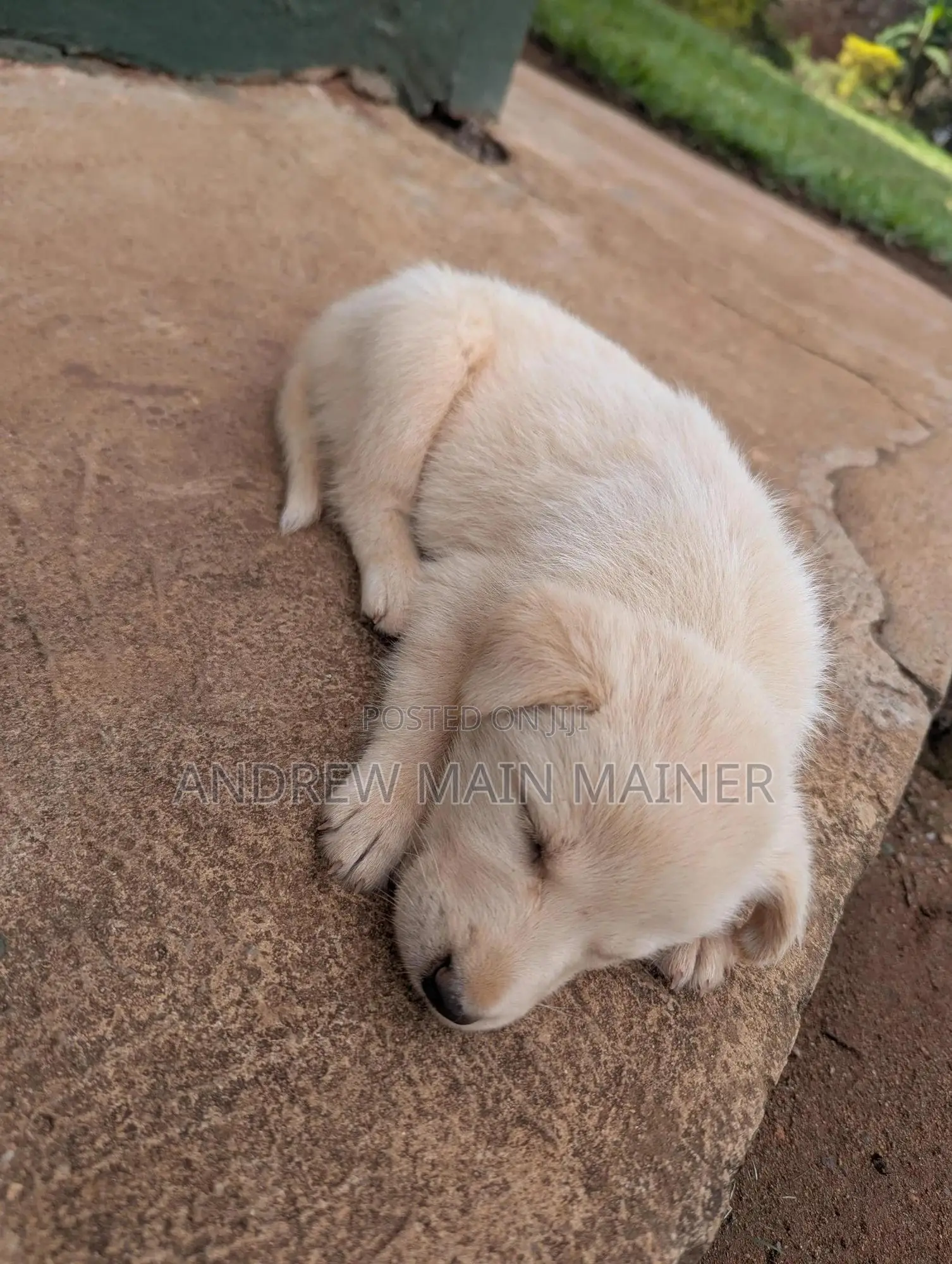 1-3 months Female Mixed Breed German Shepherd