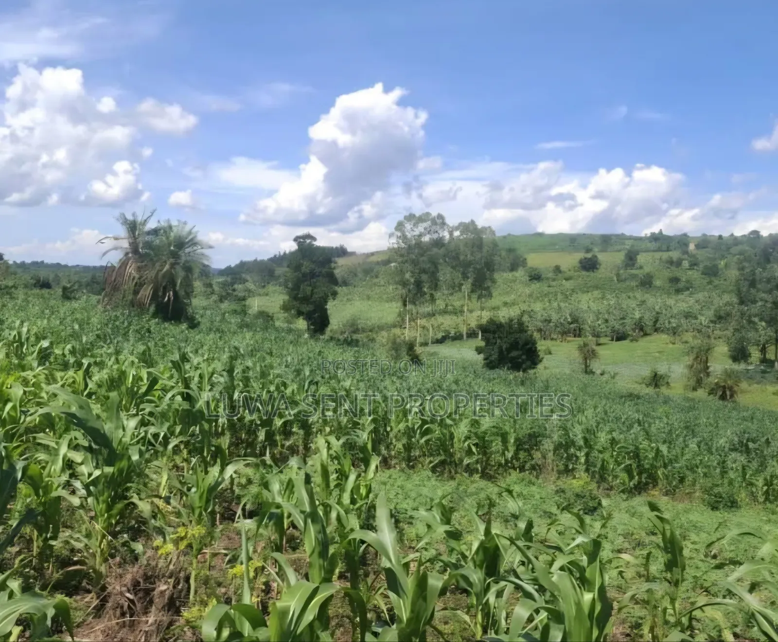 5 Sq Miles Nakaseke Prime Land Mailo Land Title