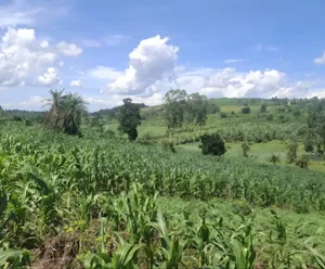 5 Sq Miles Nakaseke Prime Land Mailo Land Title