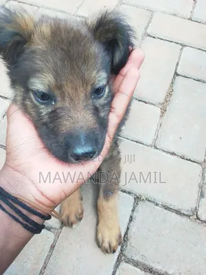 0-1 month Male Mixed Breed German Shepherd