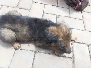 0-1 month Male Mixed Breed German Shepherd