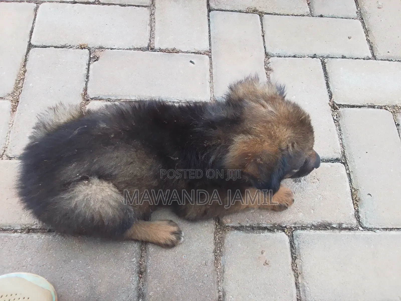 0-1 month Male Mixed Breed German Shepherd