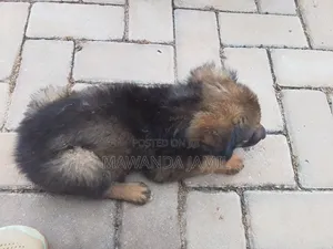 0-1 month Male Mixed Breed German Shepherd
