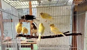 Domestic Canaries