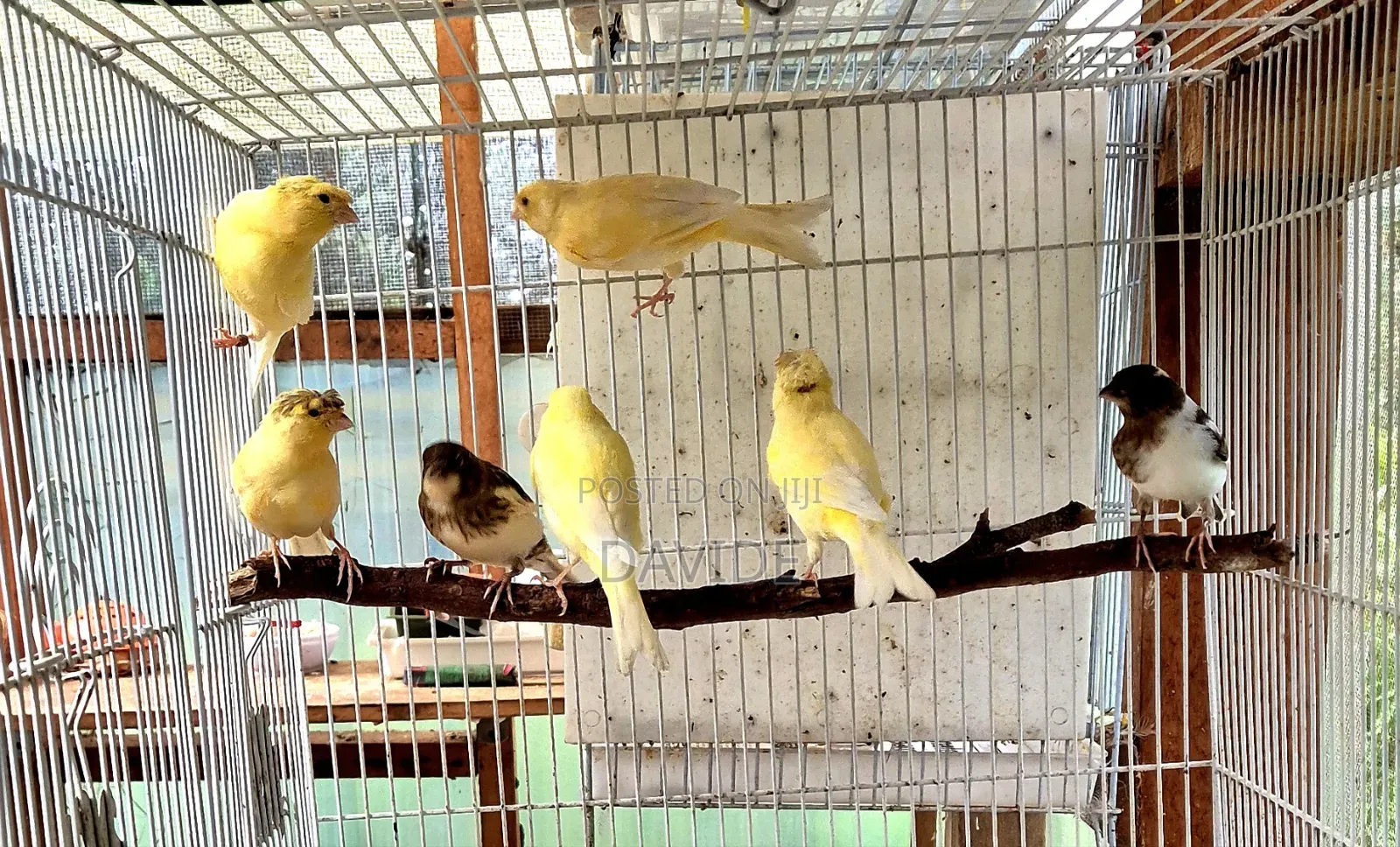 Domestic Canaries
