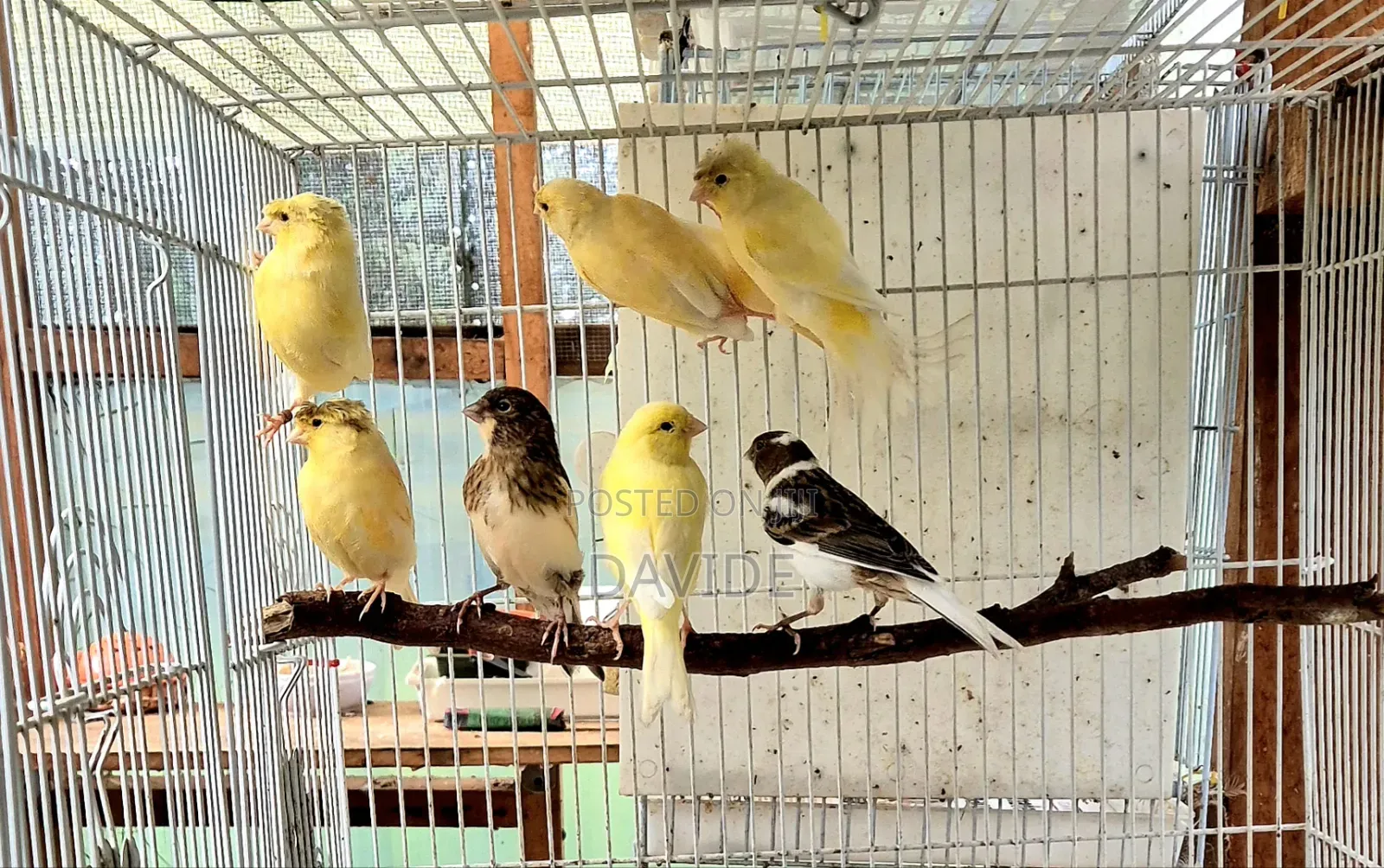 Domestic Canaries