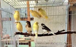Domestic Canaries