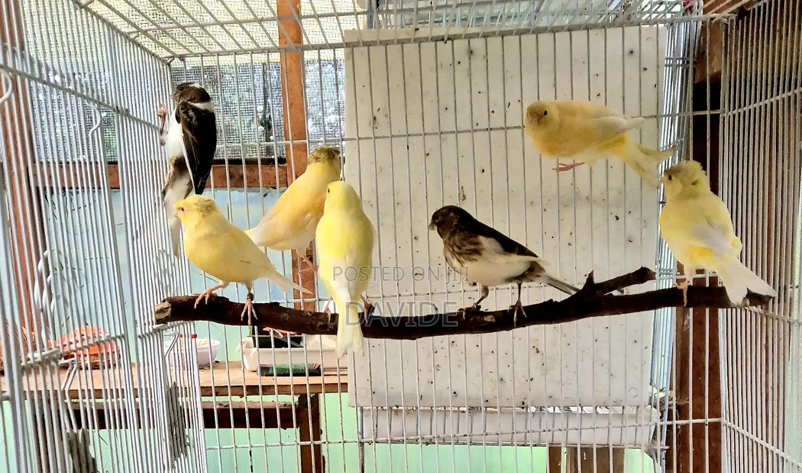 Domestic Canaries