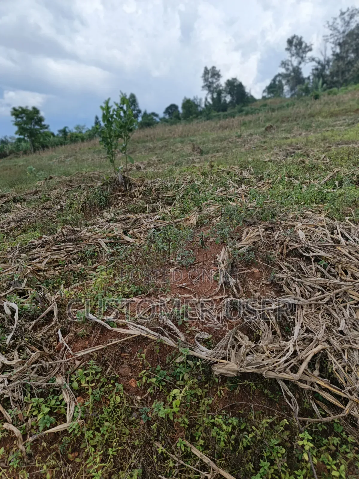 2.8 Mailo Land in Nkokonjeru Town Council for Sale