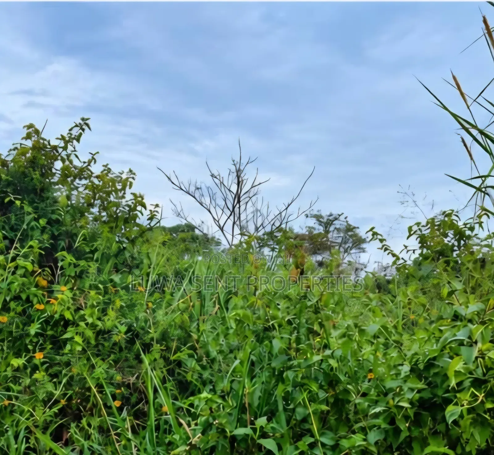 3sq Miles Nakasongola FREEHOLD TITLE