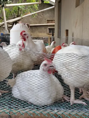 TWO Months Old Broiler Chicken Ready
