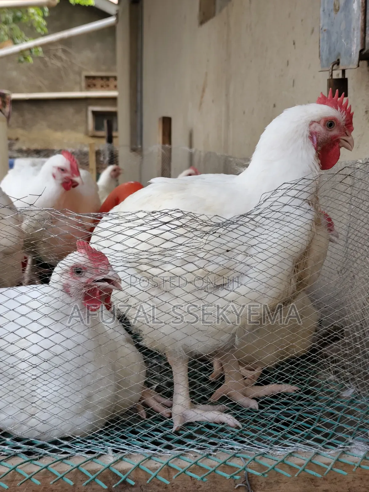 TWO Months Old Broiler Chicken Ready