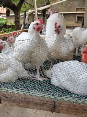 TWO Months Old Broiler Chicken Ready