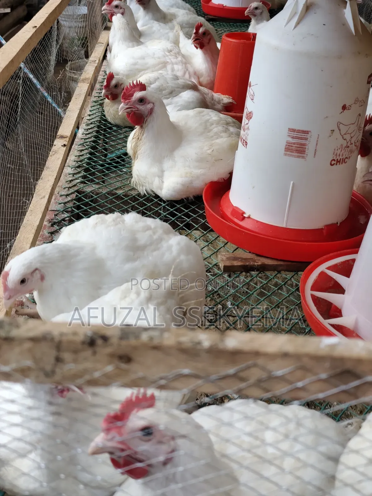TWO Months Old Broiler Chicken Ready