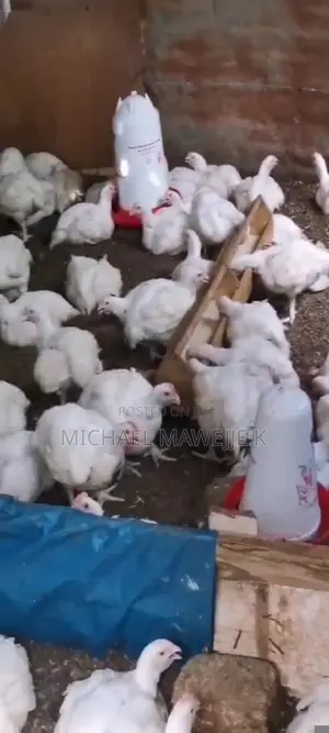Broiler Chicken