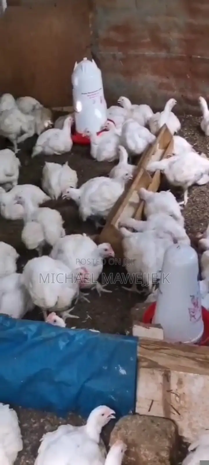 Broiler Chicken