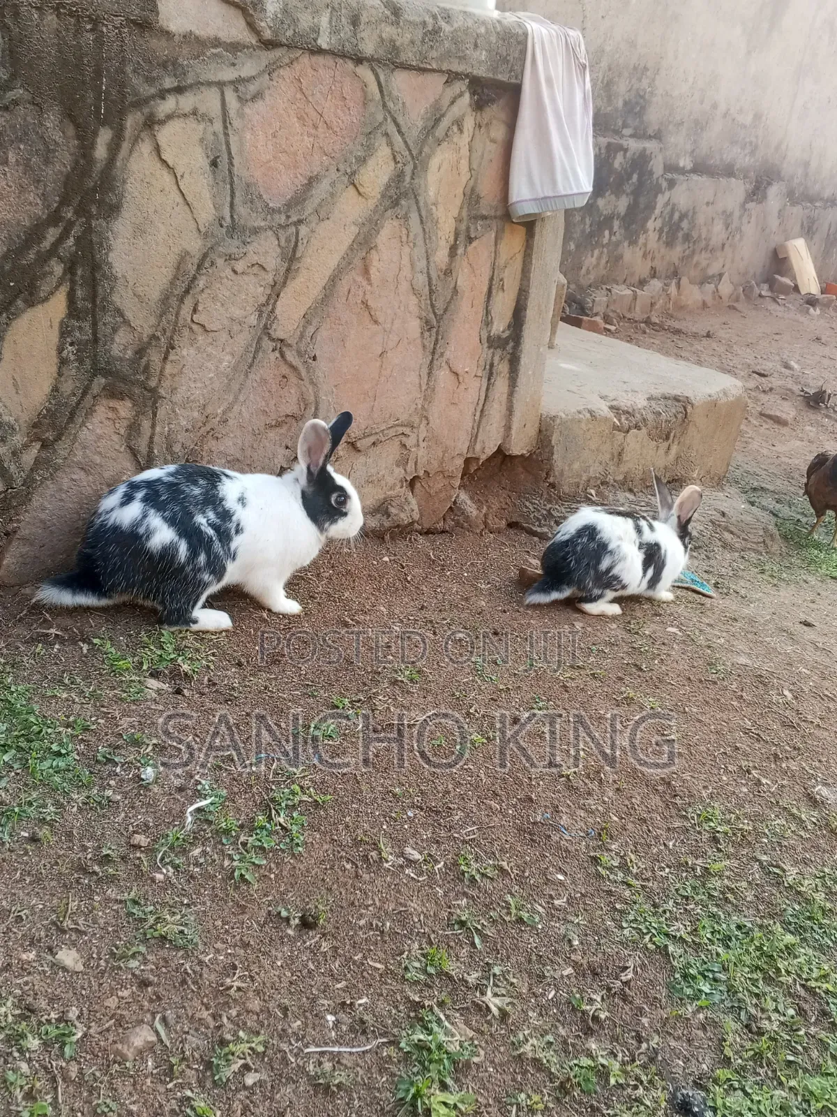 Local Rabbits