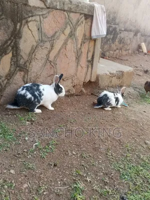 Local Rabbits