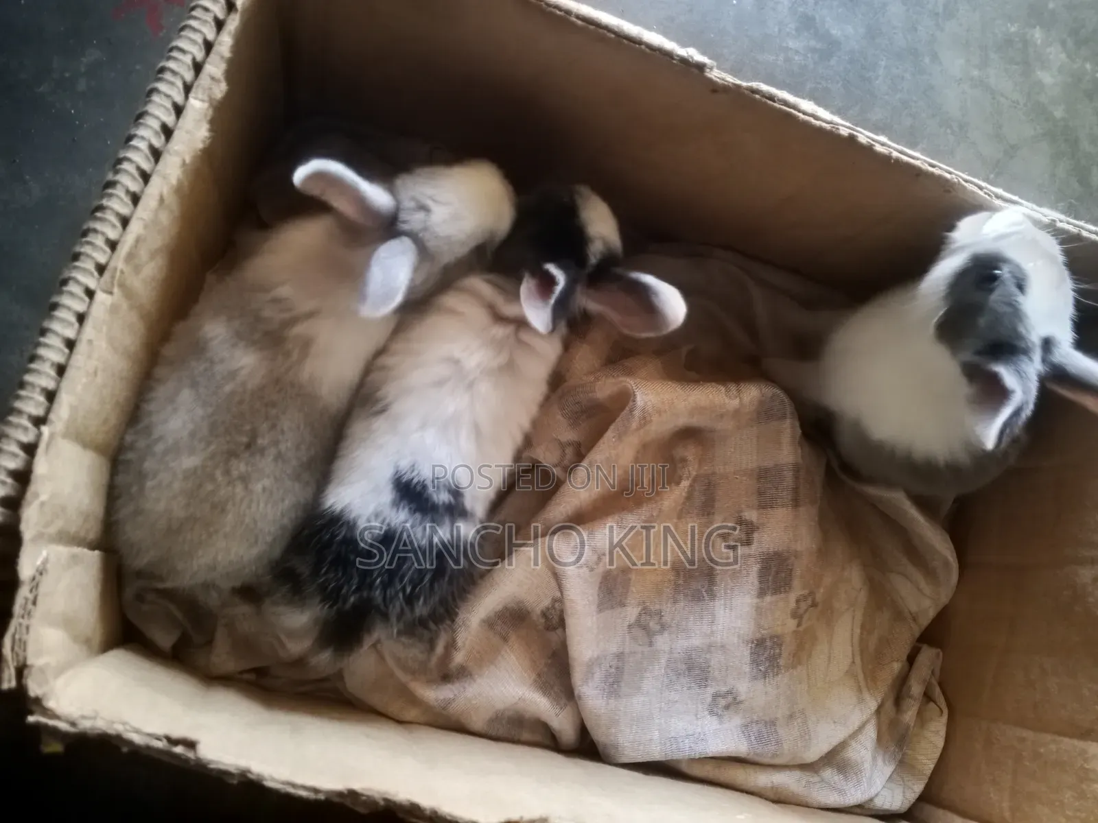 Local Rabbits