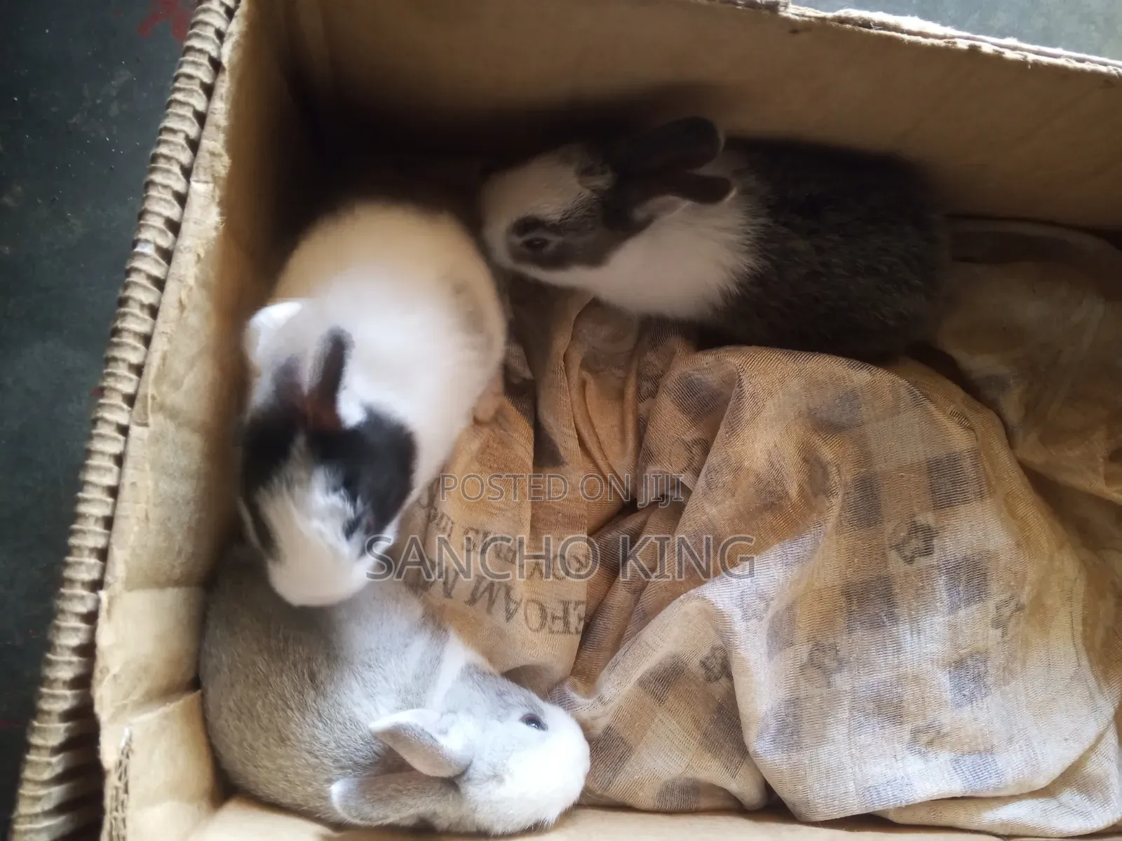 Local Rabbits