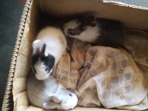 Local Rabbits