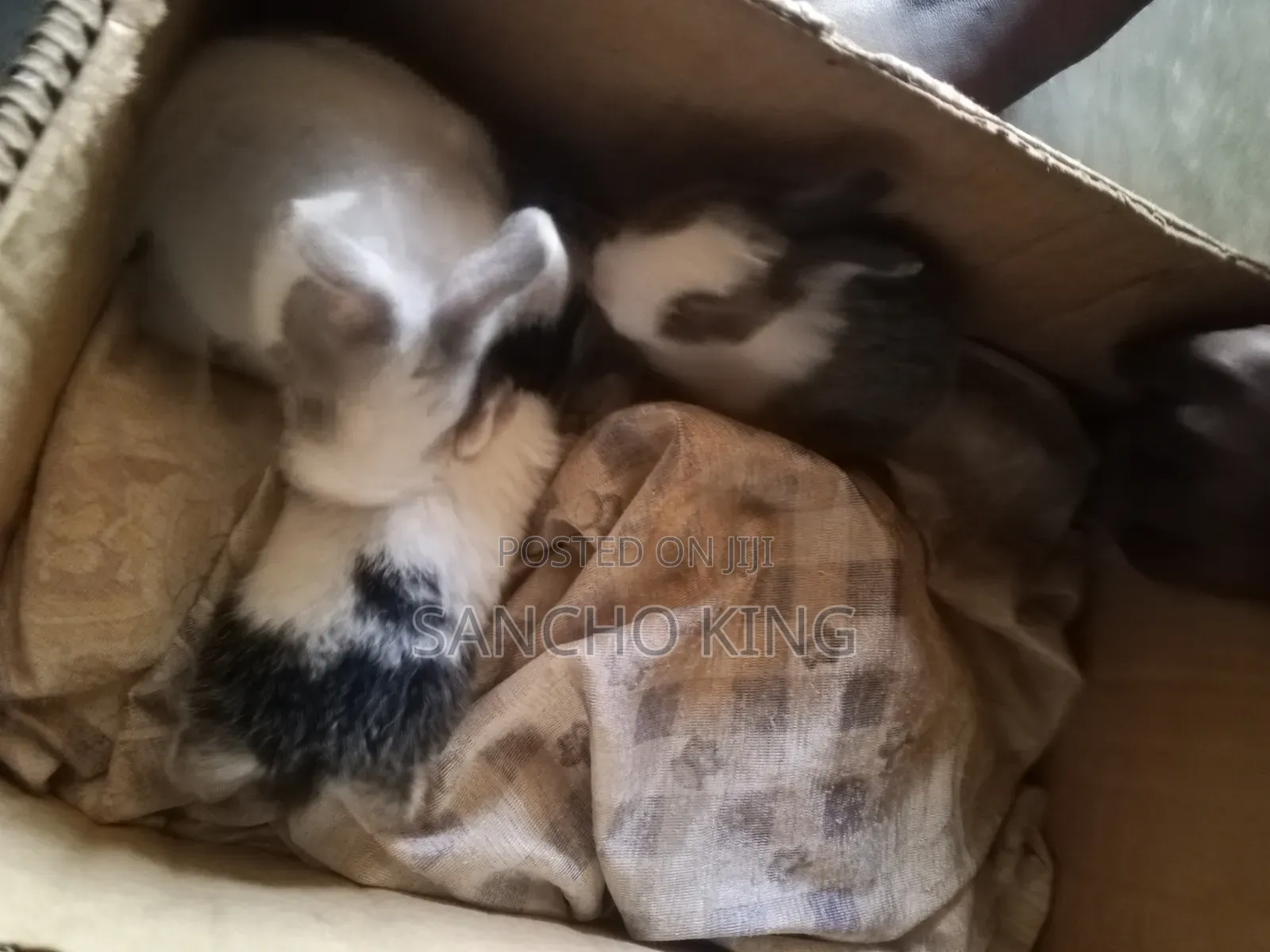 Local Rabbits