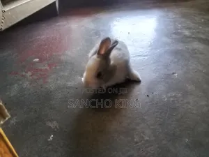 Local Rabbits
