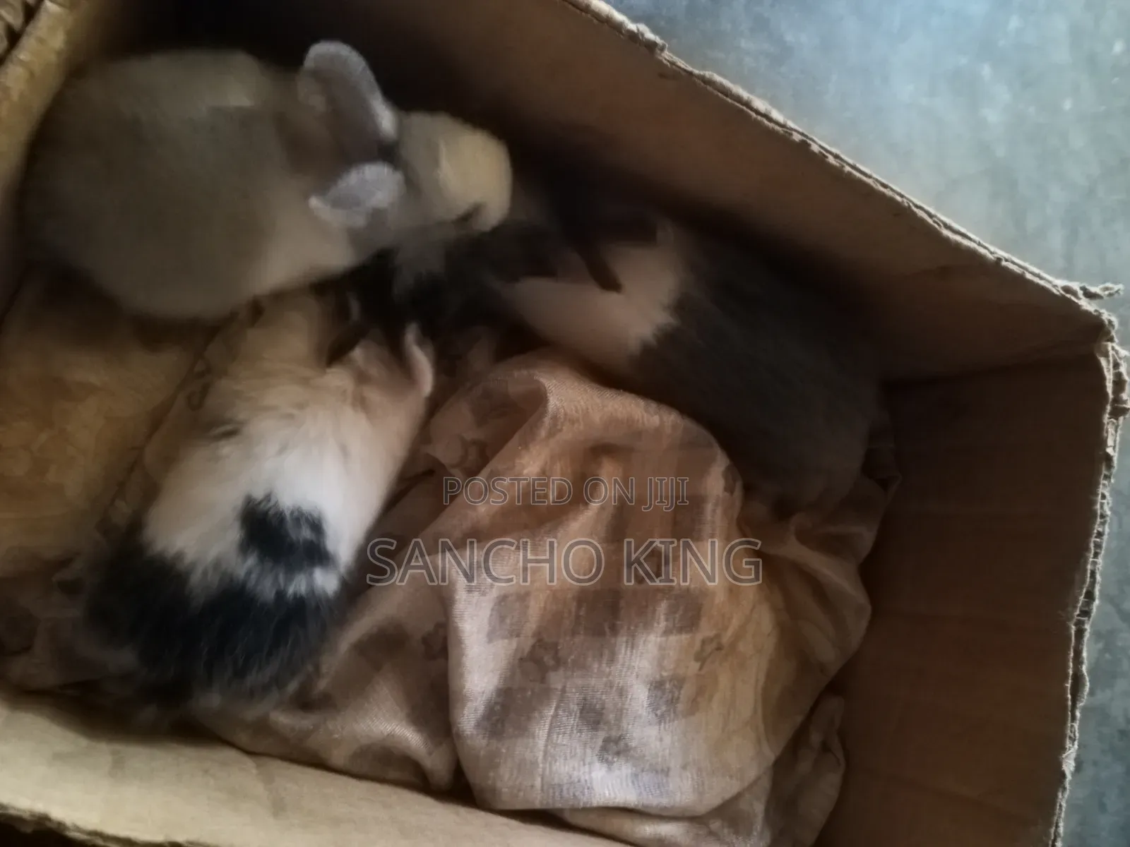 Local Rabbits