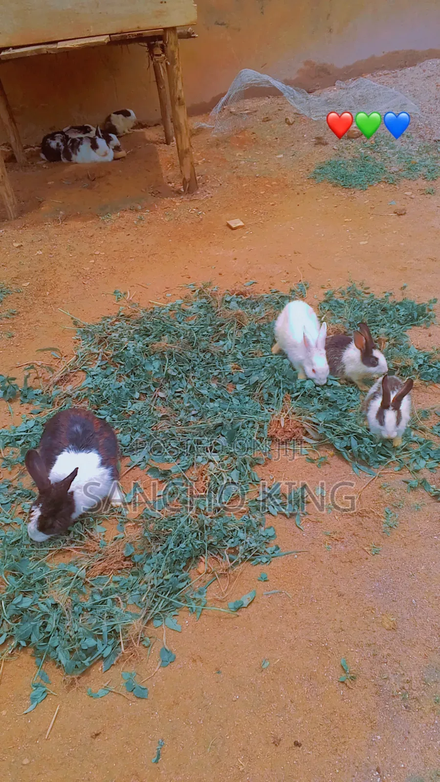Local Rabbits
